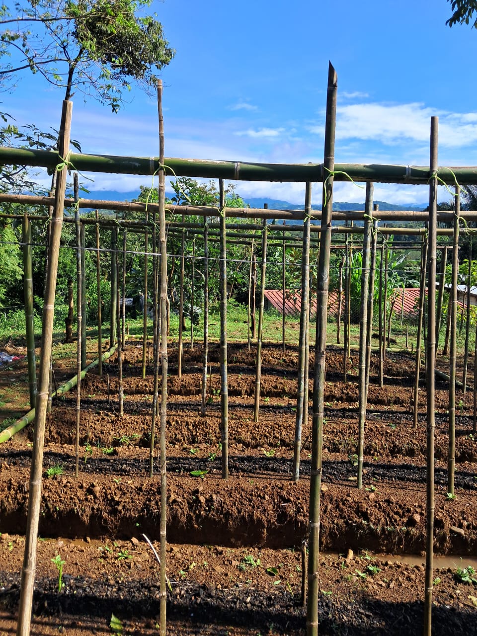 Project 2024 Chorca basics completed